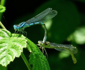 Mating damsels Summer 2015 7